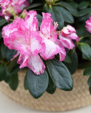 Cesta de mimbre con azaleas