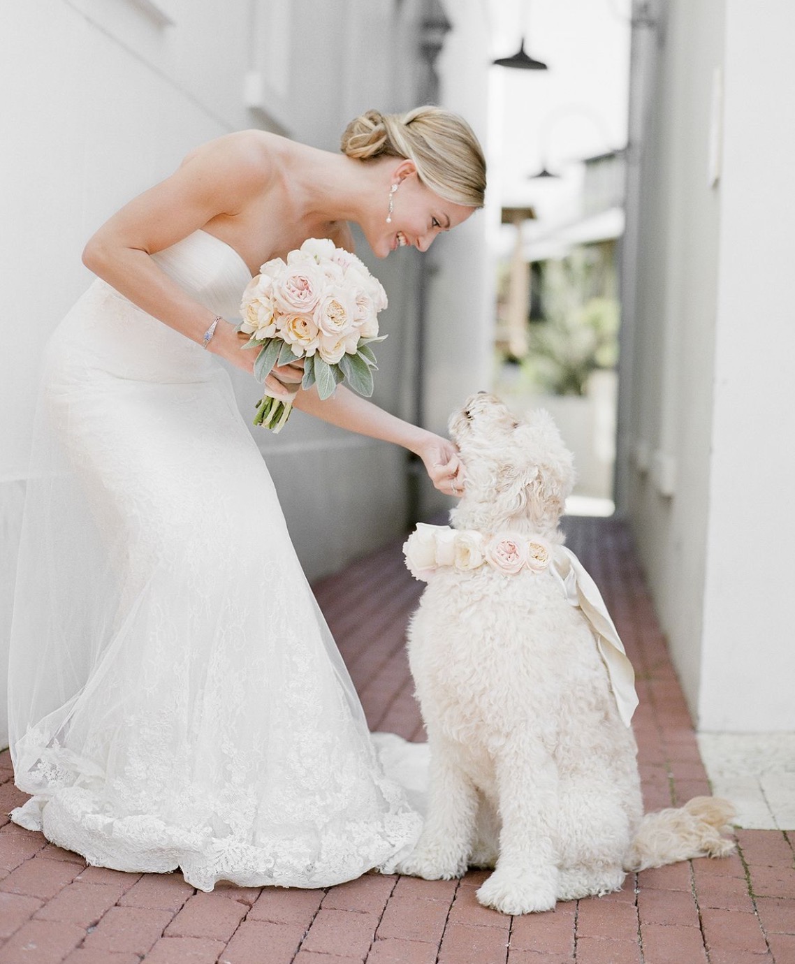 Perro boda correa