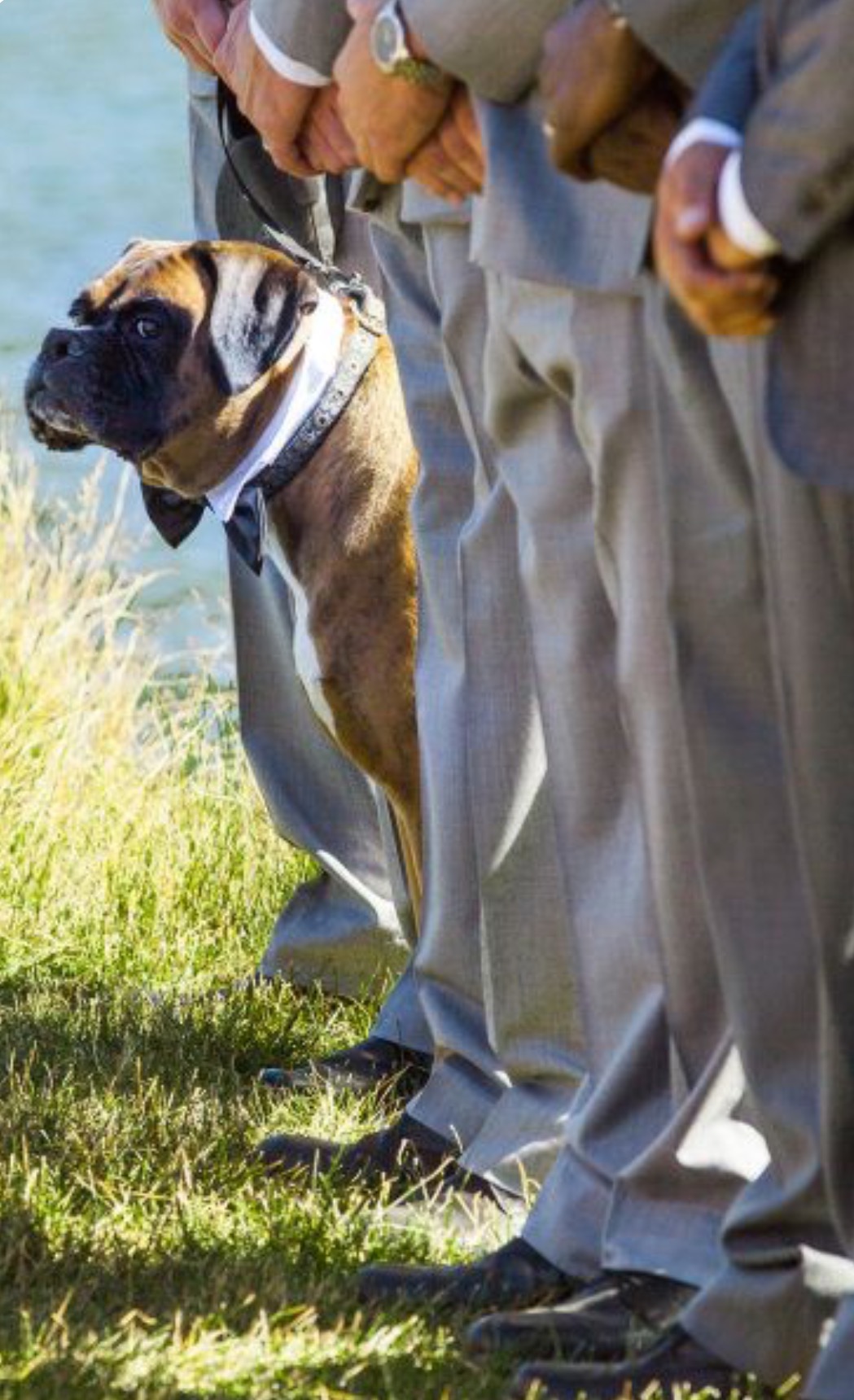 Perro testigo boda