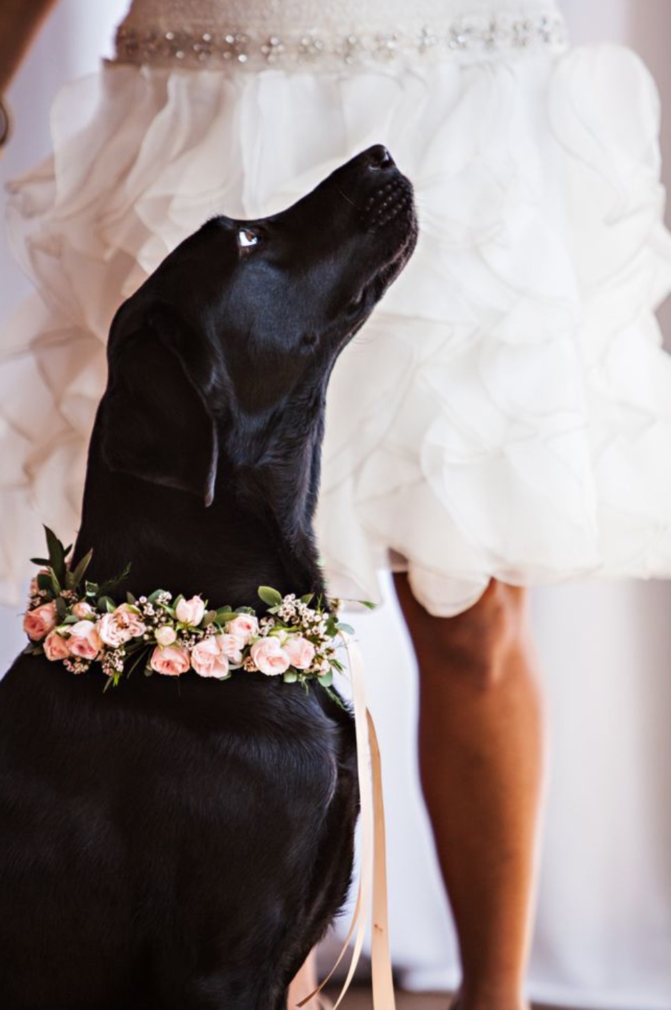 Perro boda
