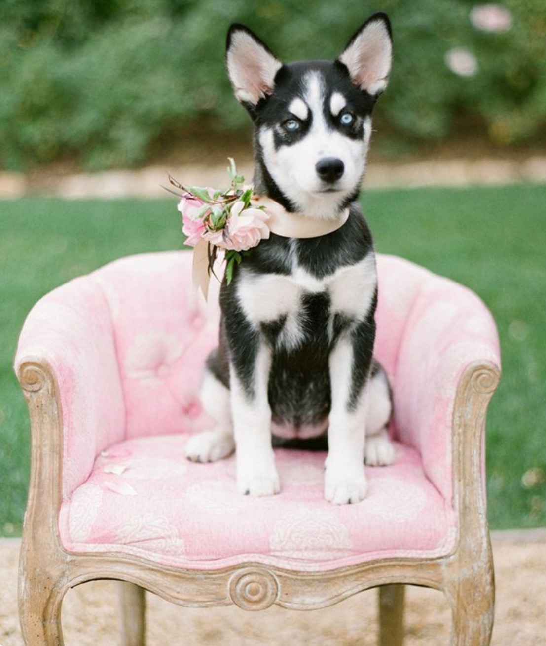 Perro husky