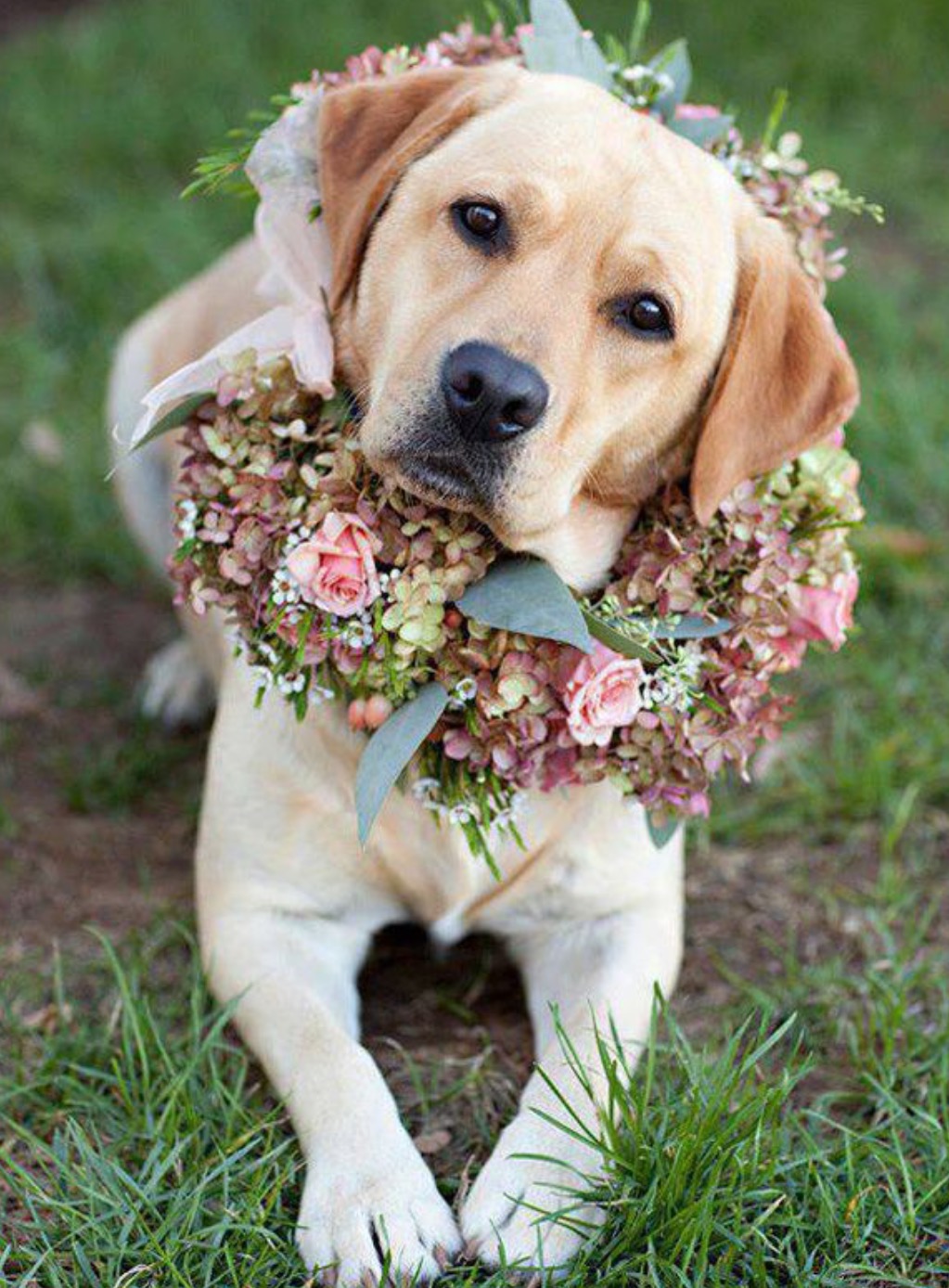 Perro labrador