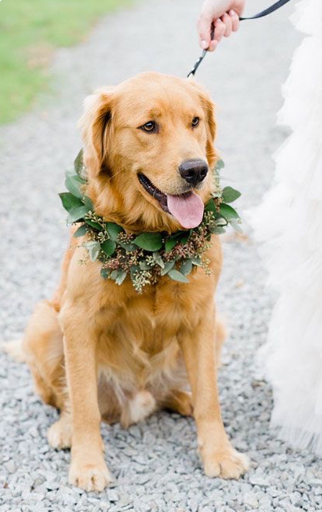 Perro labrador boda